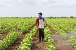 Farmer spraying cotton field with pesticides and herbicides.