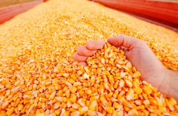 Farmer handful of harvested corn kernels from the heap loaded into tractor trailer, hands in corn grain pile as concept of abundance and great yield after successful harvest