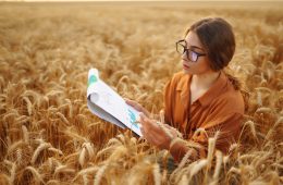 Farmer woman in a wheat field touches the ears of barley. Rich harvest concept.