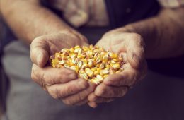 Detail of an elderly woman's hands holding a handful of grain corn. Selective focus